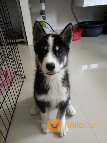 Anjing Siberian Husky 2.5 Bulan