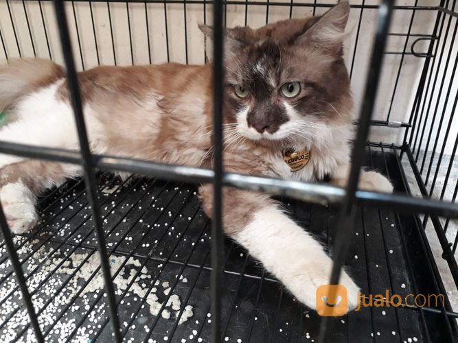Open Adopt Kucing Ragdol Mix Persia