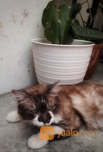 Open Adopt Kucing Ragdol Mix Persia