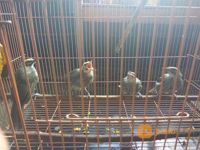 Anakan Cucak Rowo Asli Ternak