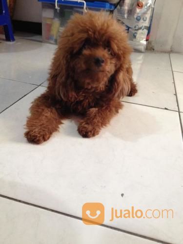 Terima Pacak Anjing Red Toy Poodle Import