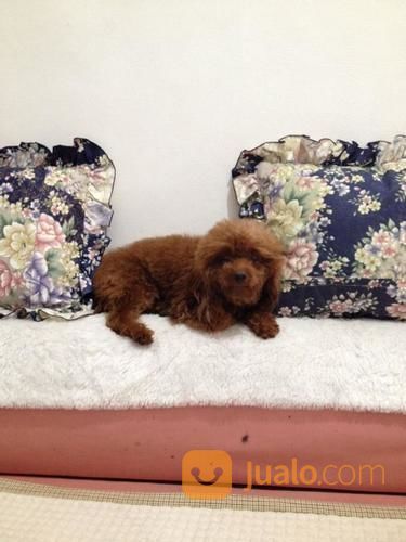 Terima Pacak Anjing Red Toy Poodle Import
