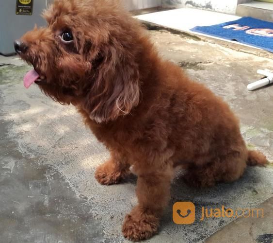 Terima Pacak Anjing Red Toy Poodle Import