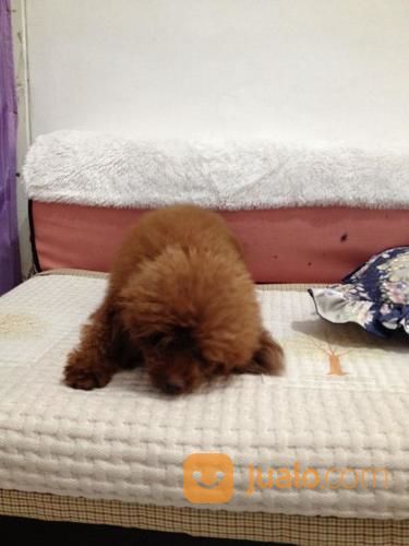 Terima Pacak Anjing Red Toy Poodle Import