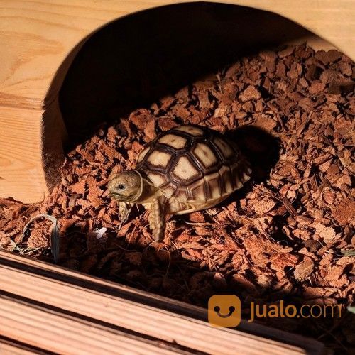 Kura Kura Darat Sulcata