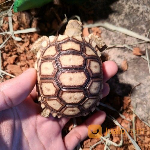 Kura Kura Darat Sulcata