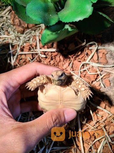 Kura Kura Darat Sulcata