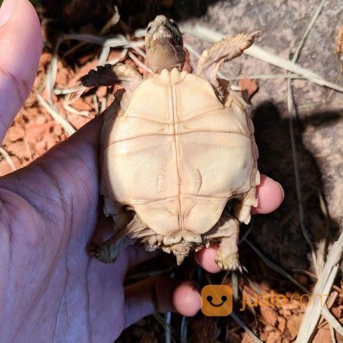 Kura Kura Darat Sulcata