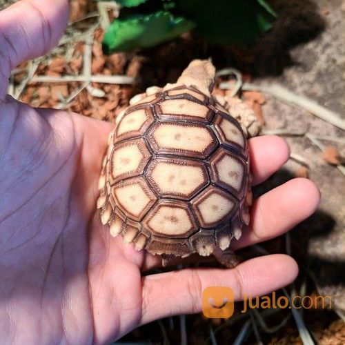 Kura Kura Darat Sulcata