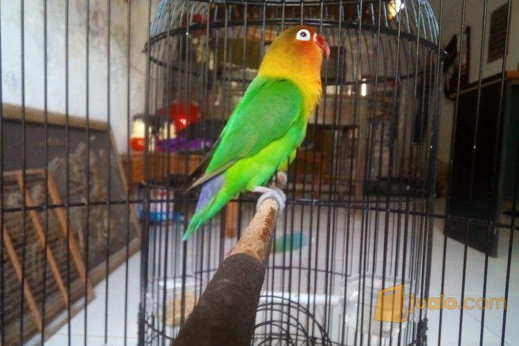Love Bird Josan Prestasi Durasi 20 detik up 5 bulan