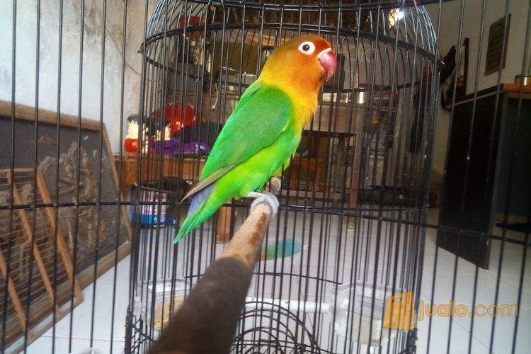 Love Bird Josan Prestasi Durasi 20 detik up 5 bulan