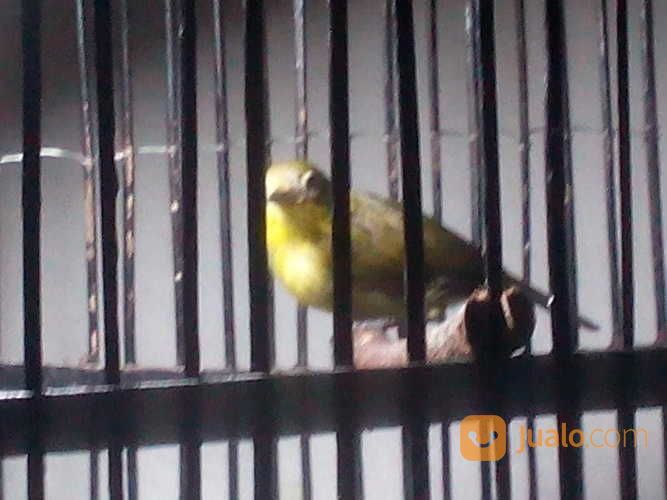 Burung Pleci Malang
