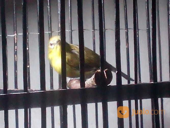 Burung Pleci Malang