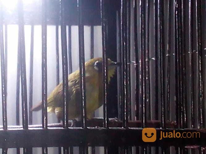 Burung Pleci Malang
