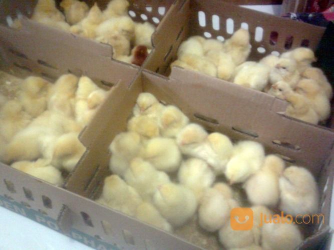 Bibit Ayam N Bibit Bebek