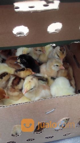 Bibit Ayam N Bibit Bebek