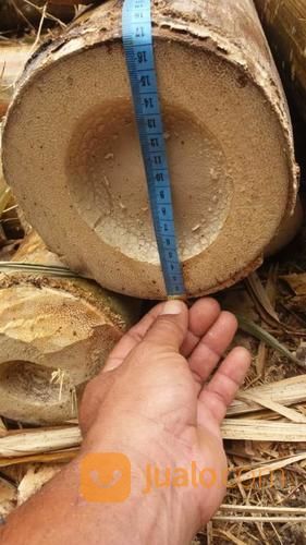 Bambu Petung Pasuruan