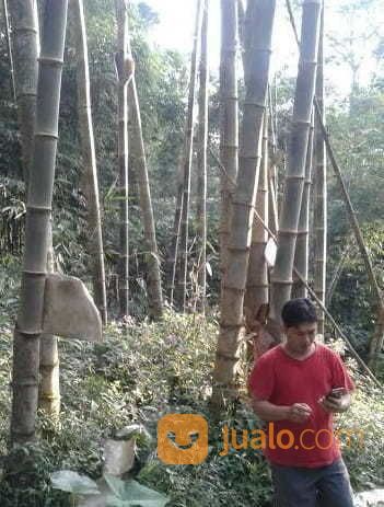 Bambu Petung Pasuruan