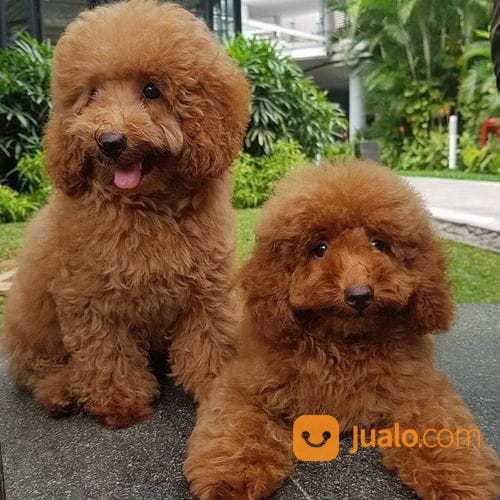 Anakan Anjing Red Toy Poodle