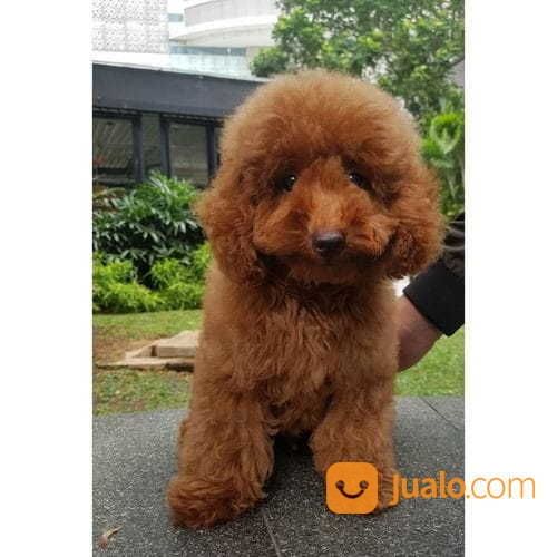Anakan Anjing Red Toy Poodle