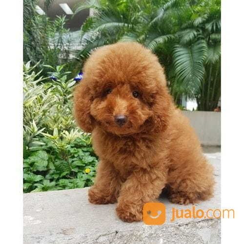Anakan Anjing Red Toy Poodle