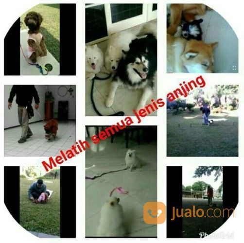 Pelatihan Anjing Kepatuhan Di Bandung