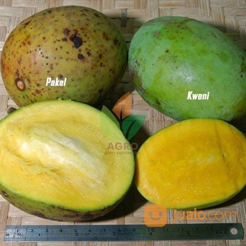 Bibit Mangga Pakel