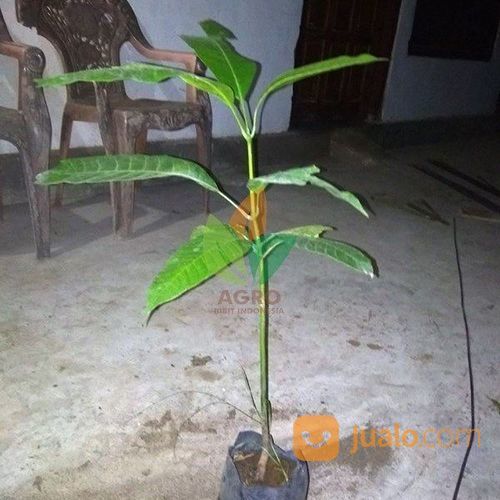 Bibit Mangga Pakel