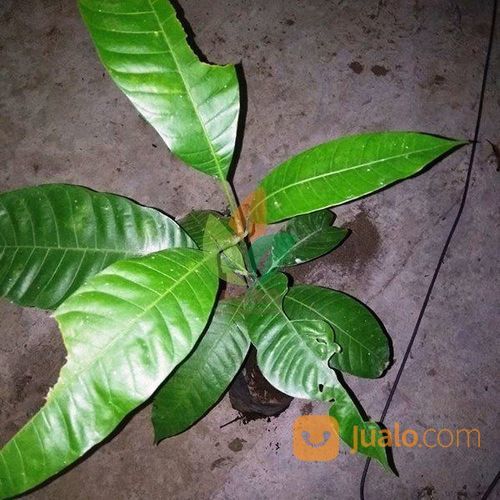 Bibit Mangga Pakel