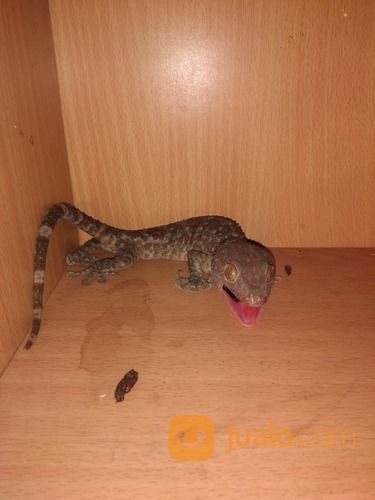 Tokek Bintik Merah Murmer