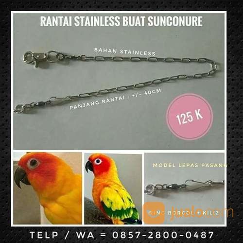 Rantai Burung Sunconure Small Parrot Bahan Stainless