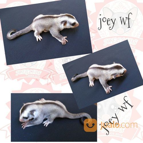 Sugar Glider White Face