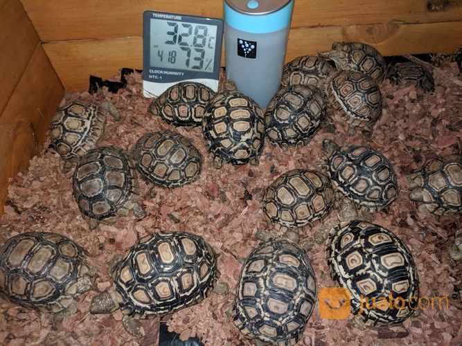 Kura Kura Darat Pardalis