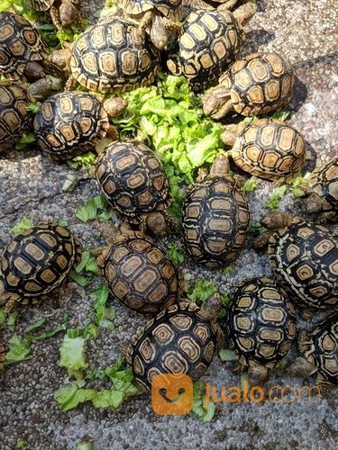 Kura Kura Darat Pardalis