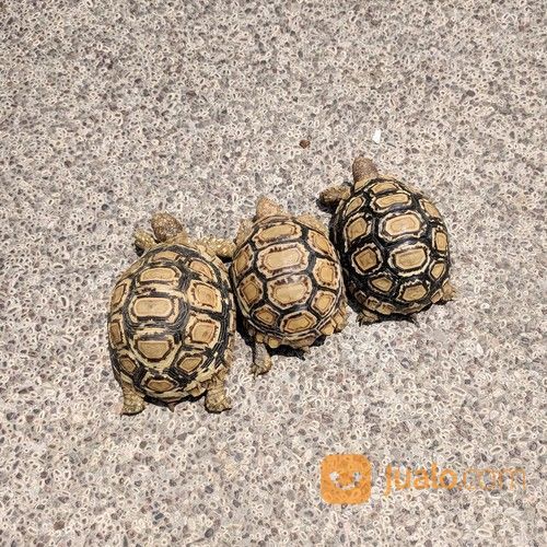 Kura Kura Darat Pardalis