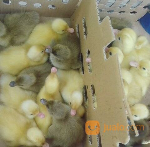 DOD BEBEK ITIK PETELUR BETINA N JANTAN