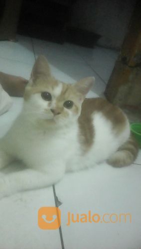 Kucing Persia Short Hair