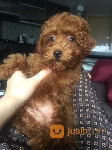 Anjing Poodle Red Toy