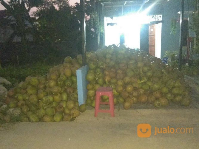 Agen Kelapa Muda Dan Kelapa Ijo