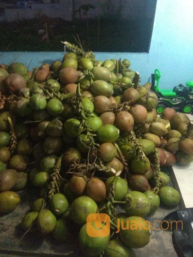Agen Kelapa Muda Dan Kelapa Ijo