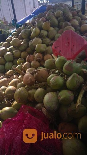 Agen Kelapa Muda Dan Kelapa Ijo