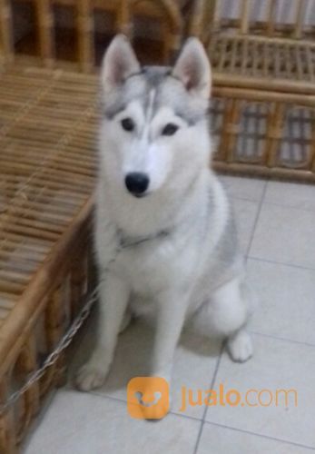 Siberian Husky Asli, Bersertifikat