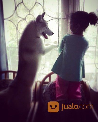 Siberian Husky Asli, Bersertifikat