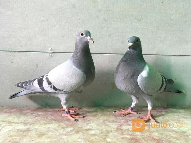 Anakan Merpati Pos Dari Indukan Juara, Kota Bandung