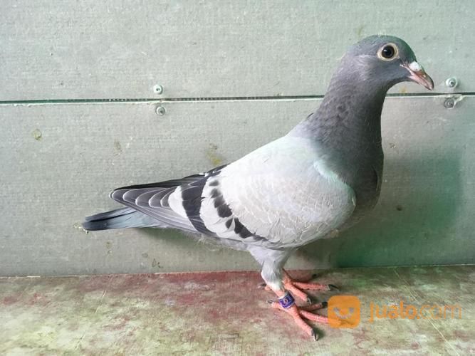 Anakan Merpati Pos Dari Indukan Juara, Kota Bandung