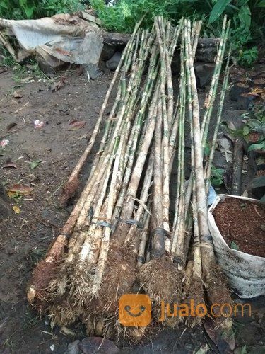 Hiasan Taman Pagar Bambu Jepang Dan Bambu Kuning