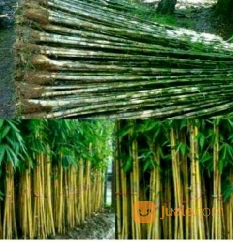 Hiasan Taman Pagar Bambu Jepang Dan Bambu Kuning