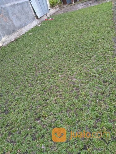 Rumput Gajah Mini , Varigata Dan Jepang