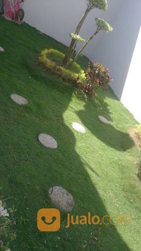 Rumput Gajah Mini , Varigata Dan Jepang