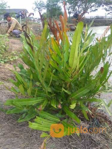 Pohon Paku Laut.Acrostichum Aureum